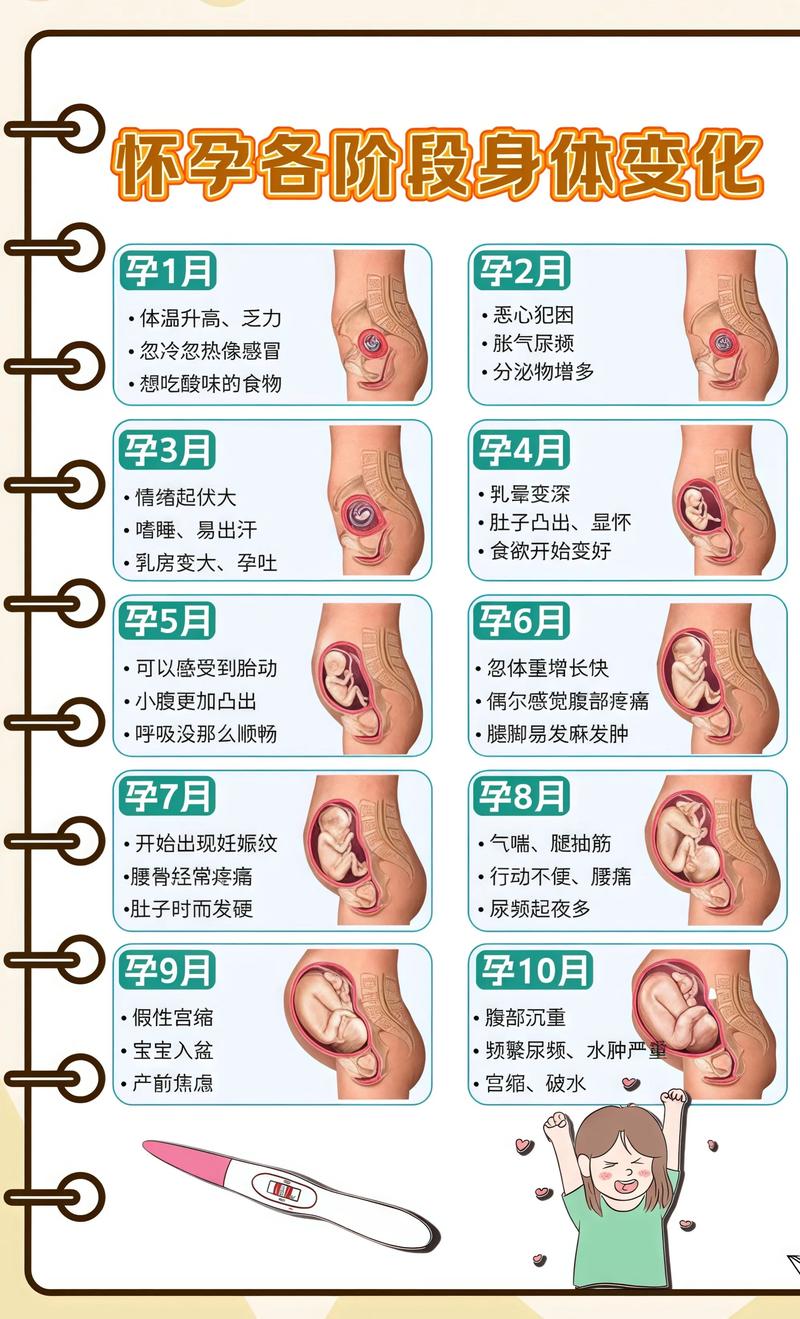 揭秘供卵代孕妈妈怀孕小腹分两节，孕期变化的奥秘吐鲁番代生机构: